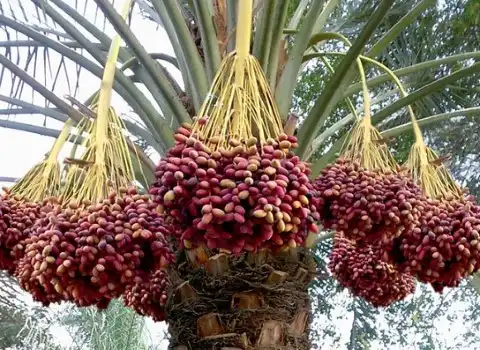 ارتباط موثر با مشتریان در حوزه خرما