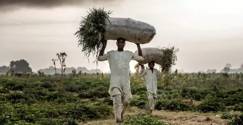 ایده‌های برتر کشاورزی نیجریه