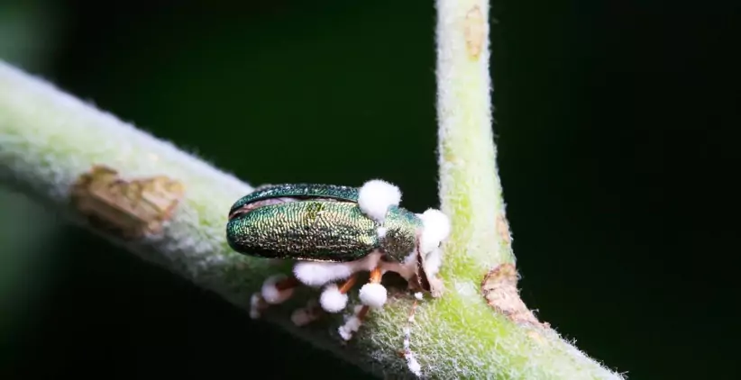 آفت‌کش‌های زیستی چه هستند و شرکت‌های پیشتاز جهان کدامند؟